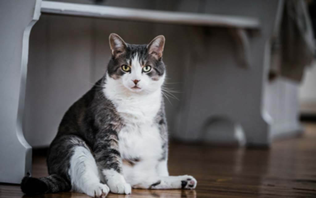 Assessing Your Cat's Body Type