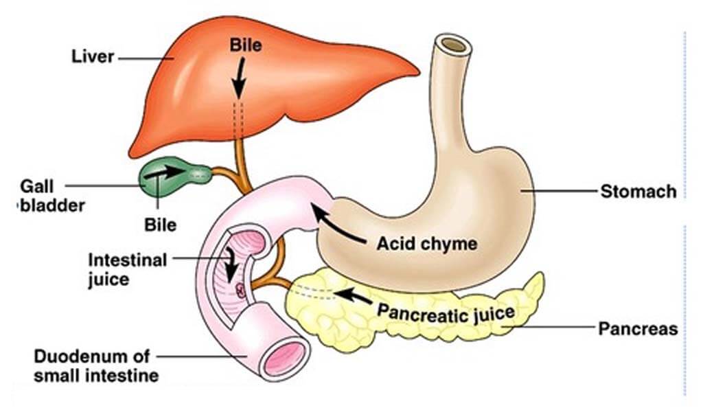 Chemical digestion is a process that breaks down large molecules of food into simpler components that can be absorbed through the intestinal wall