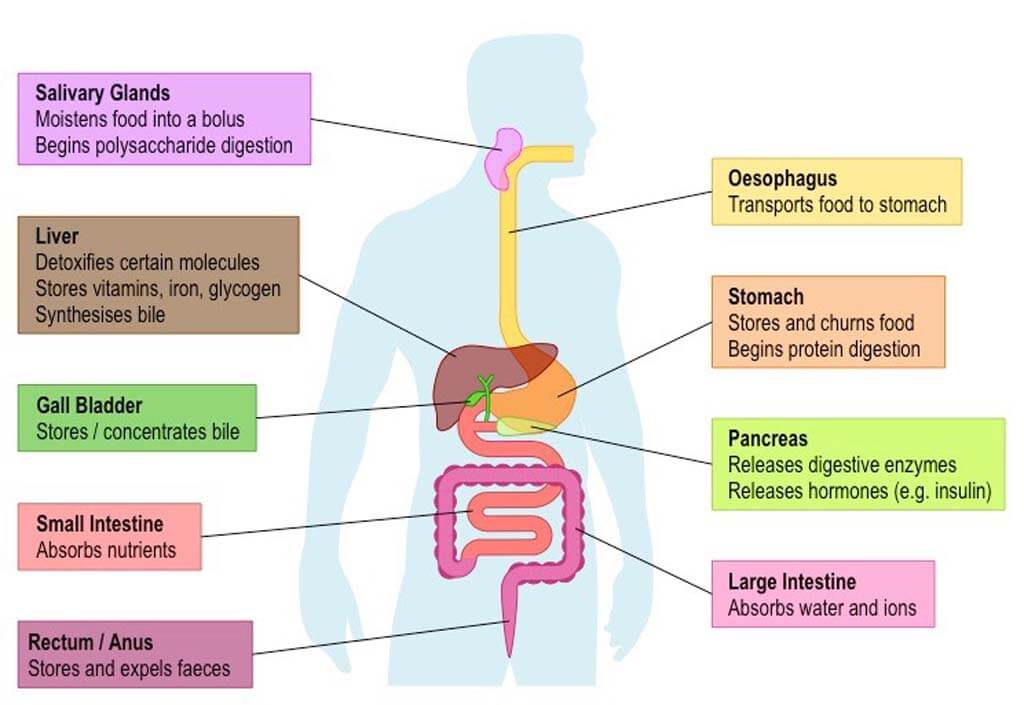 Movement of food through the digestive tract