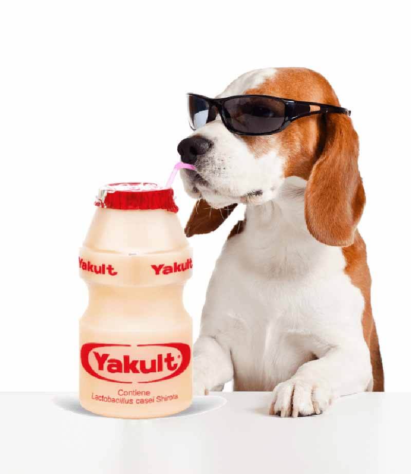 drinking too much Yakult will be harmless for their pets