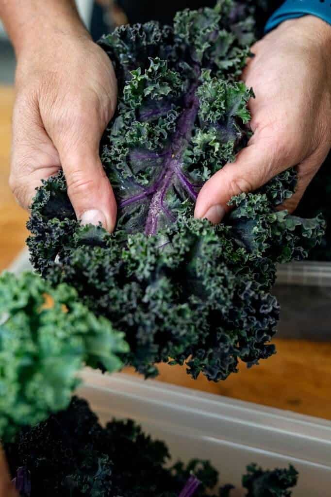 Kale Leaf Color