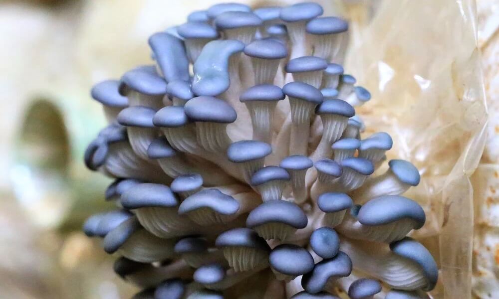 What is a blue oyster mushroom