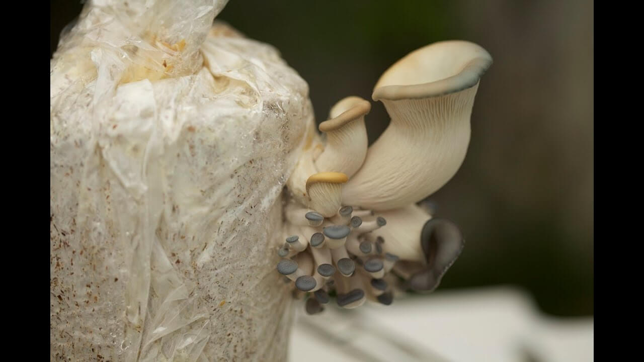 kit to grow blue oysters Mushrooms