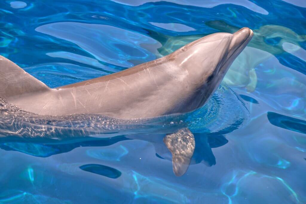 What Does Bottlenose Dolphin Taste Like