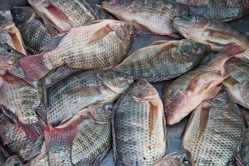 smell of tilapia gone bad
