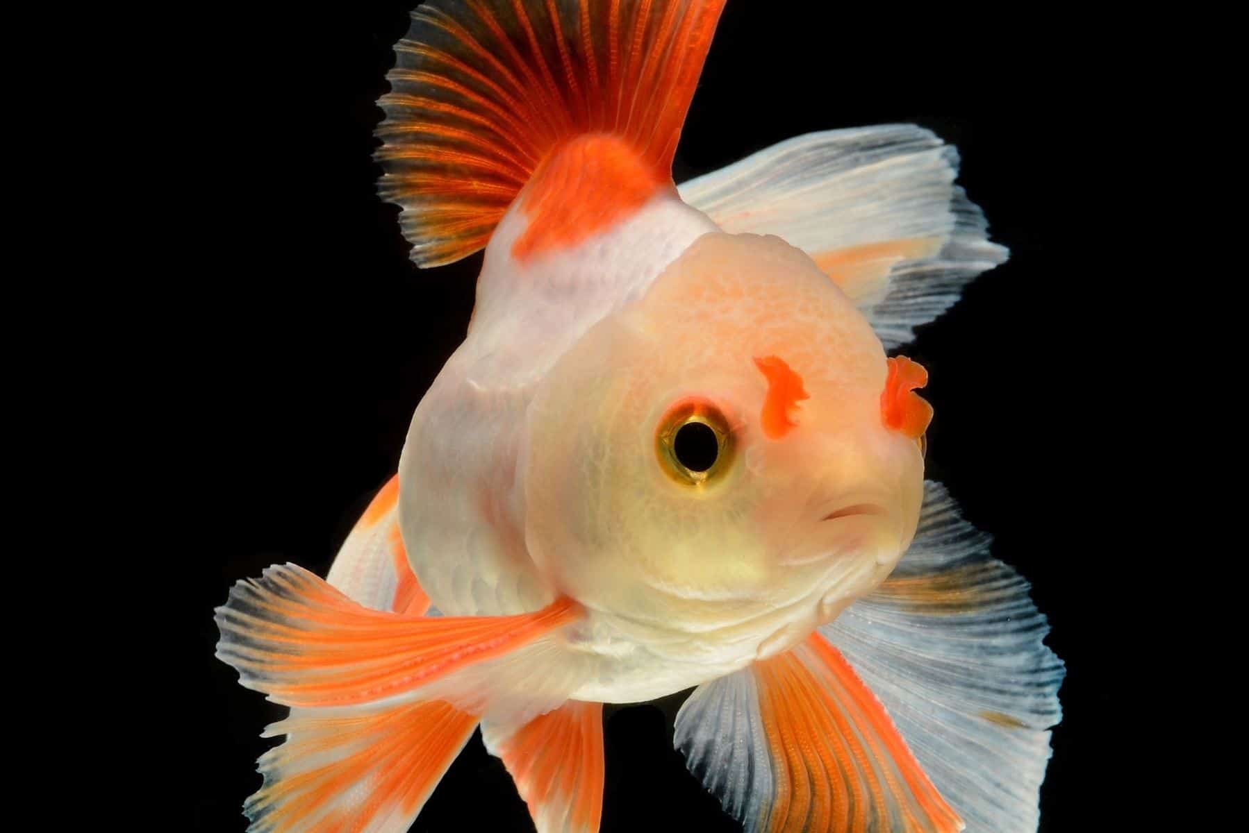 Are Goldfish Poisonous