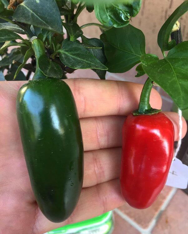Will Green Jalapenos Turn Red?