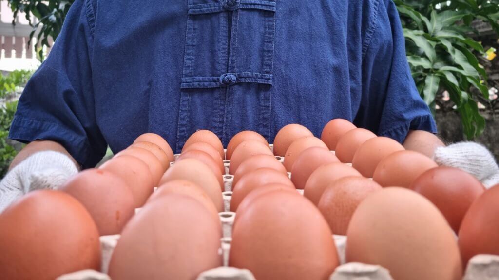 Common Misconceptions About Chicken Eggs
