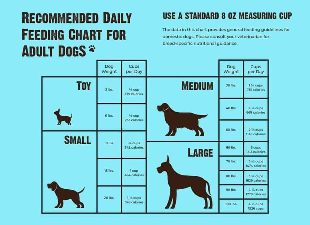 Age-appropriate Amount of Food to Give Your Dog