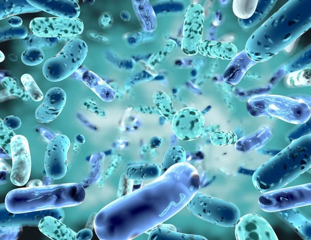 Bifidobacterium