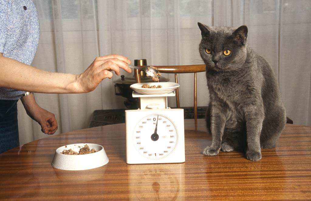 A kilogram of dry cat food contains around 3,515 calories. A single serving of three ounces or less is 125 calories.