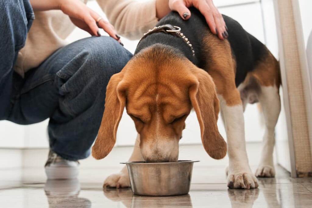 Changing Your Dog's Diet