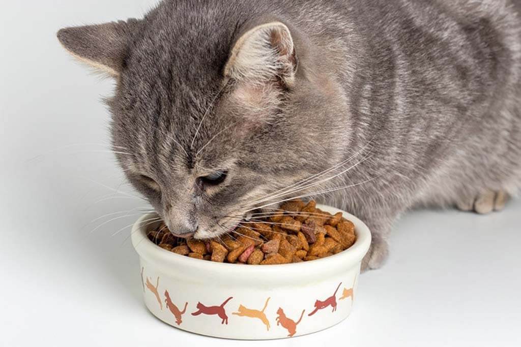 Cats' taste buds have been evolved to suit their nutritional needs