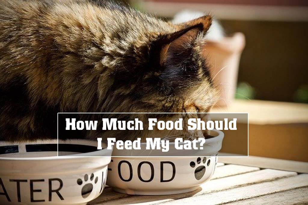 How Much Food Should I Feed My Cat?