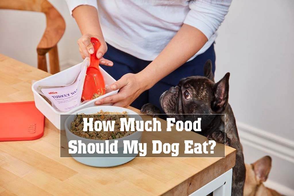 How Much Food Should My Dog Eat
