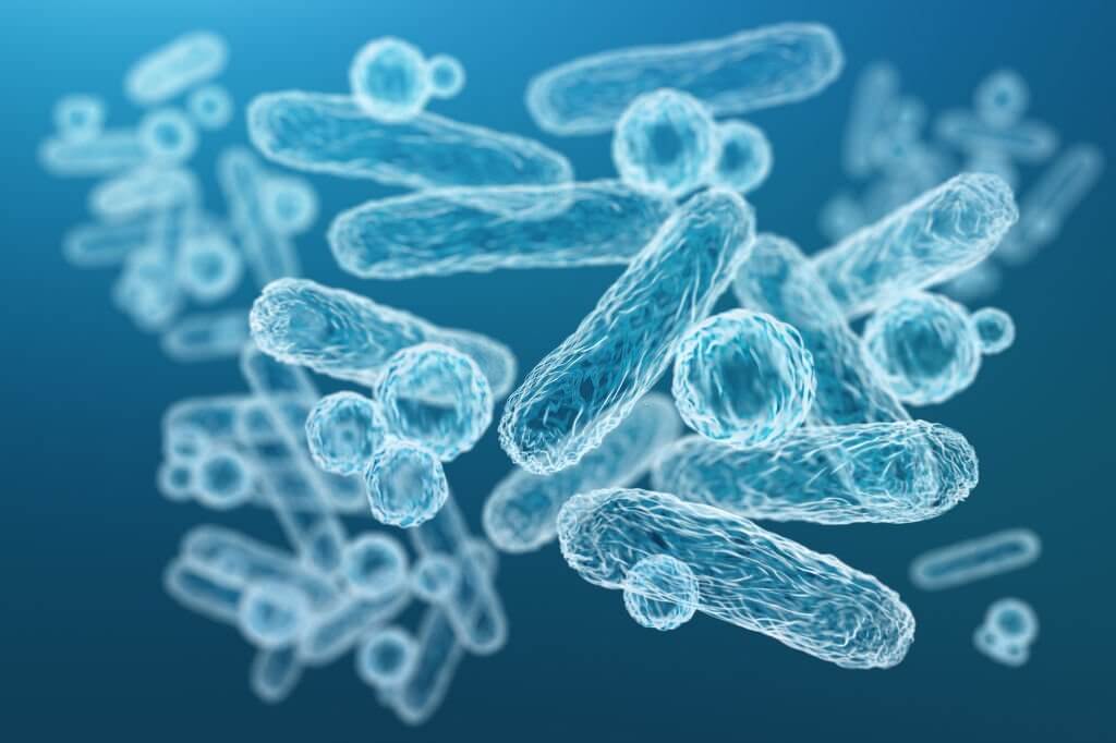 Lactobacillus