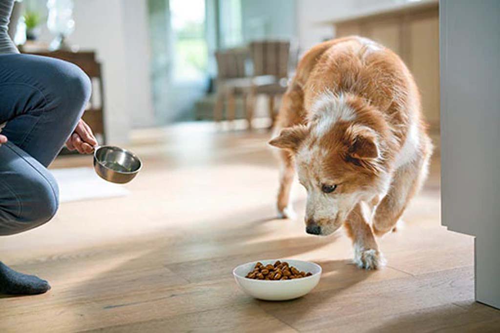 Timed Feeding Method for Dog Food
