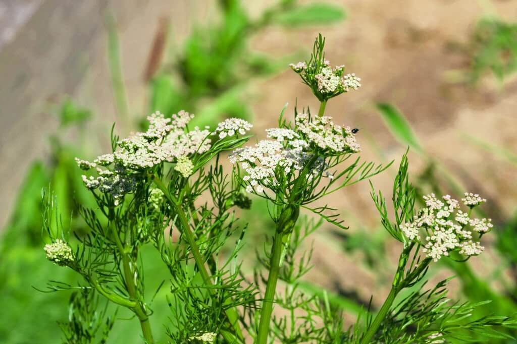 taking too much cumin may increase the chances of miscarriage during pregnancy