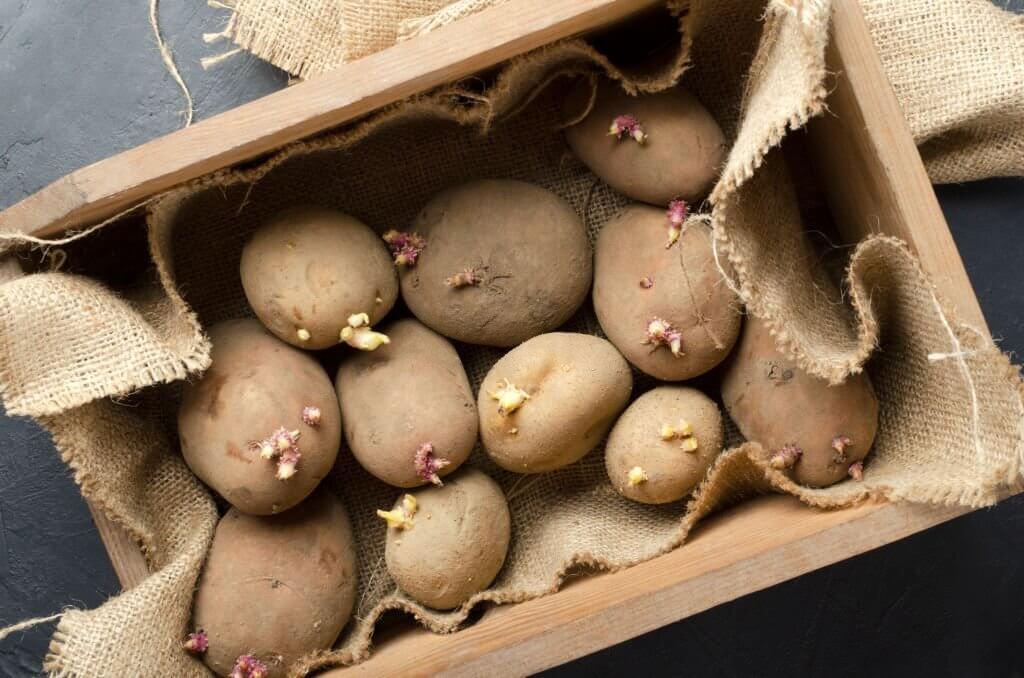 Sprouting Potatoes