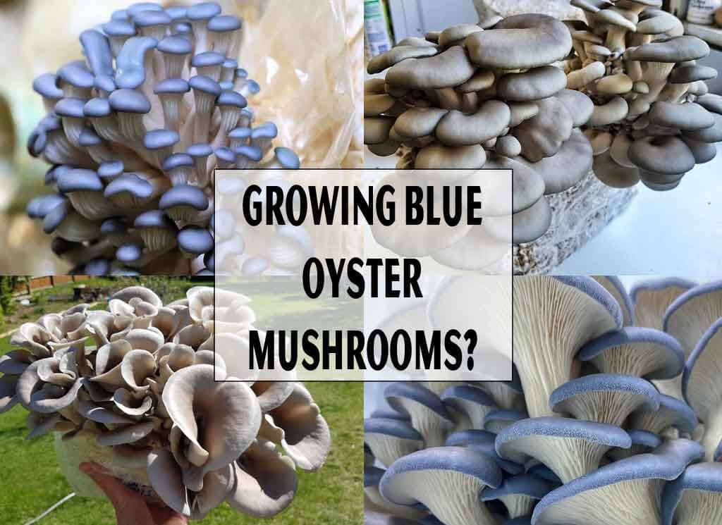 Growing Blue Oyster Mushrooms