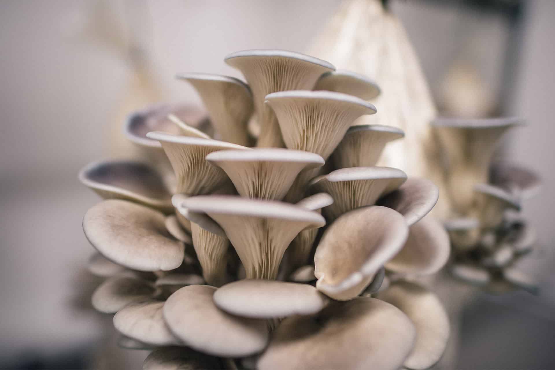 Oyster Mushroom