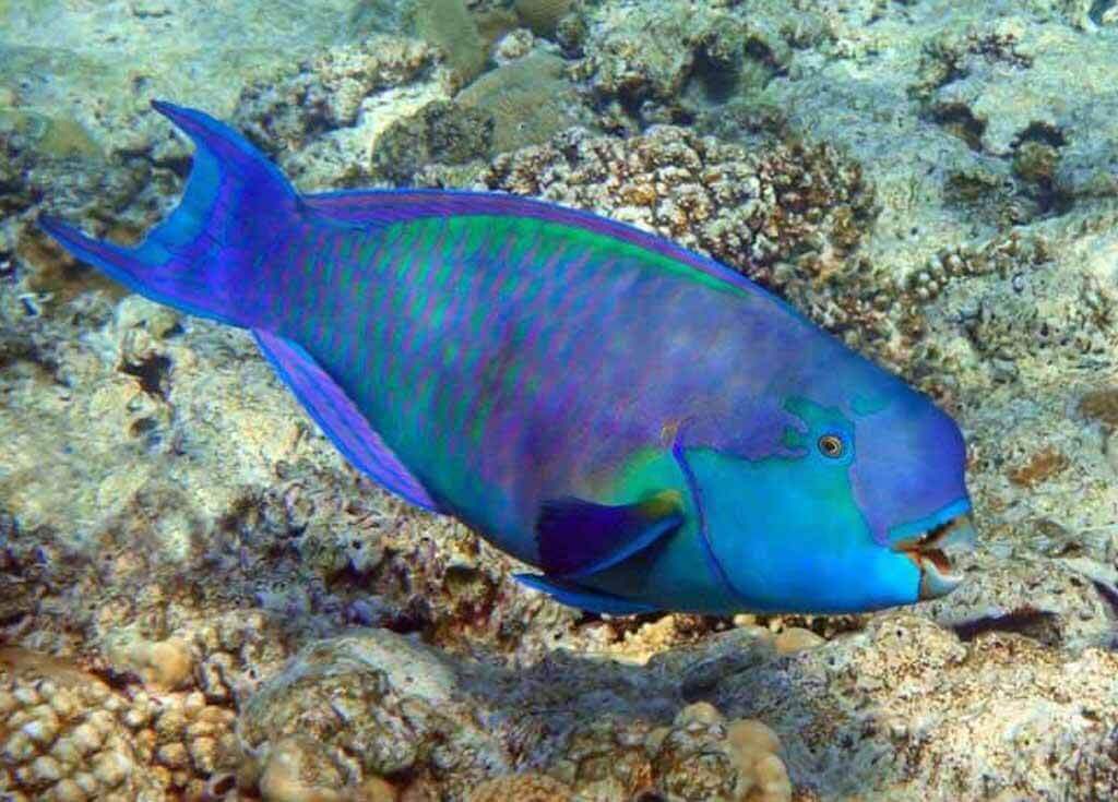 Parrotfish