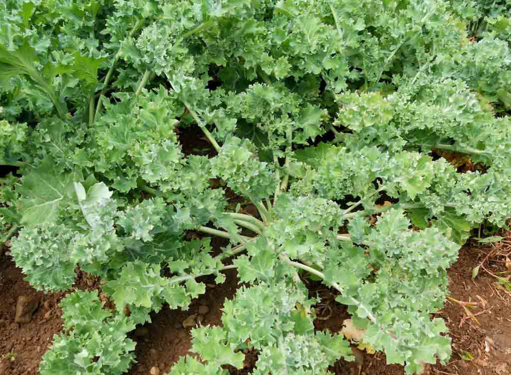 Siberian Kale