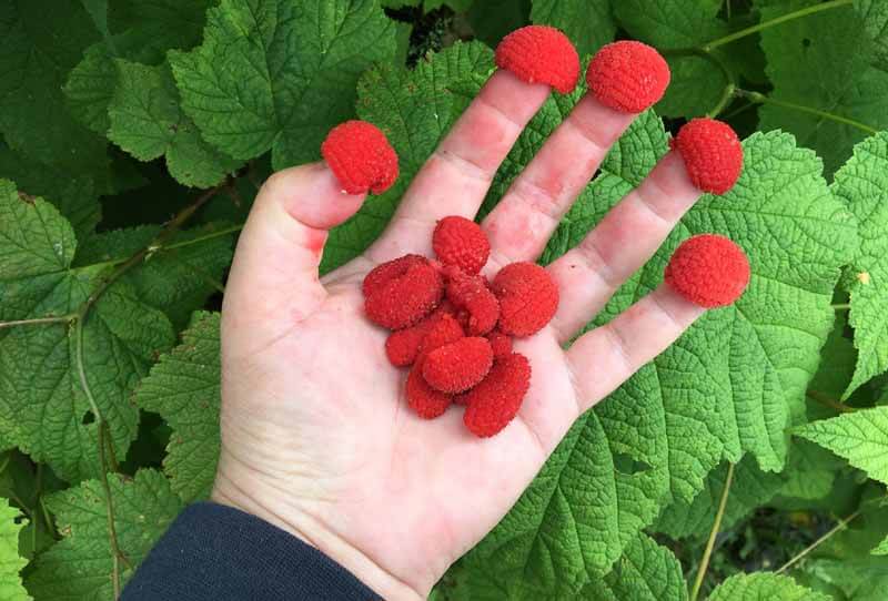 Thimbleberry