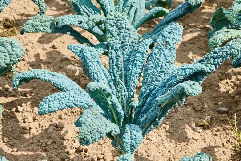 Tuscan Kale