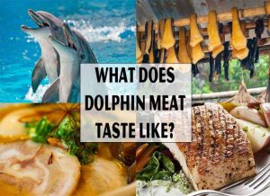 What Does Dolphin Meat Taste Like