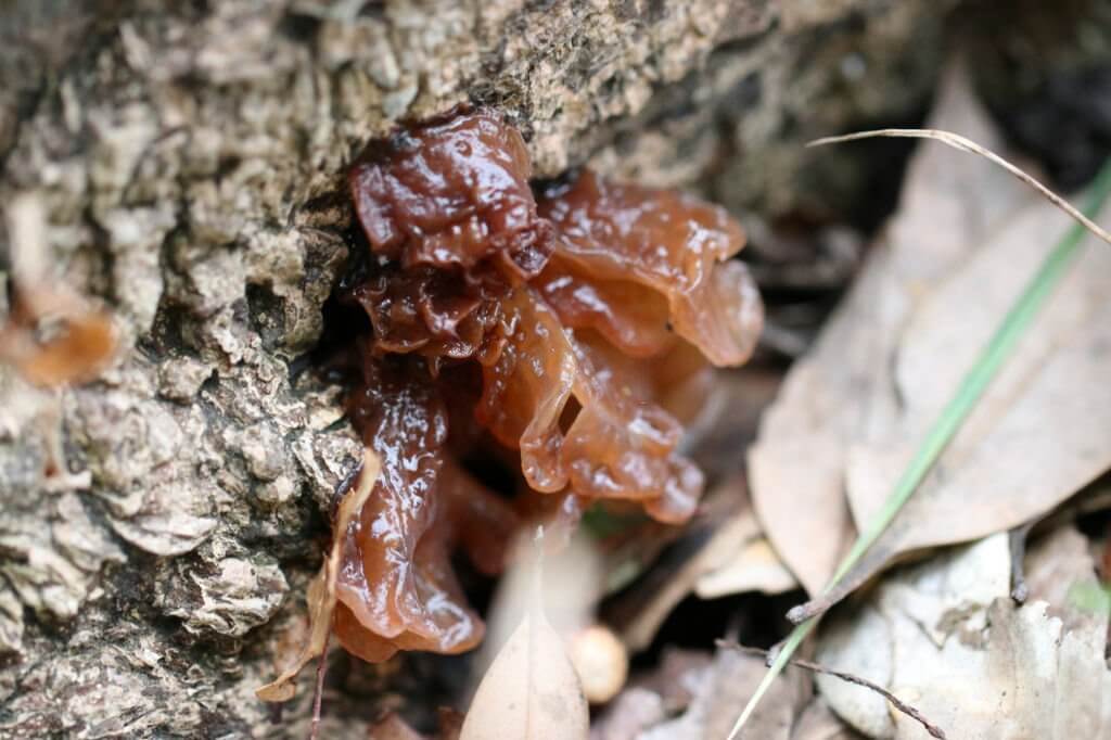 What kind of mushroom is Kikurage