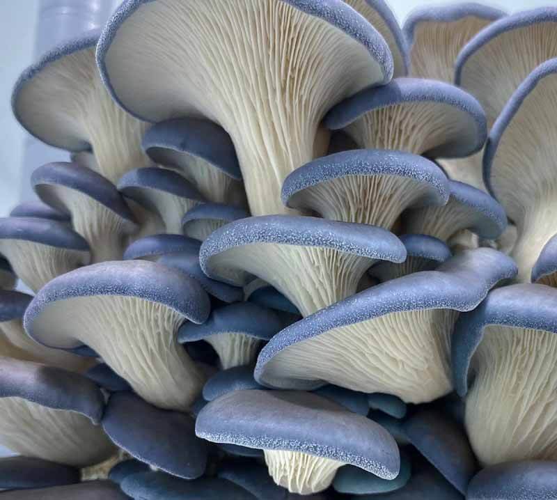unique feature of the blue oyster mushroom