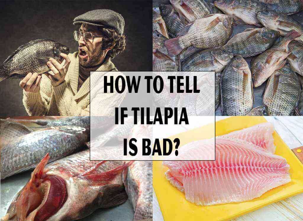 How to Tell If Tilapia is Bad