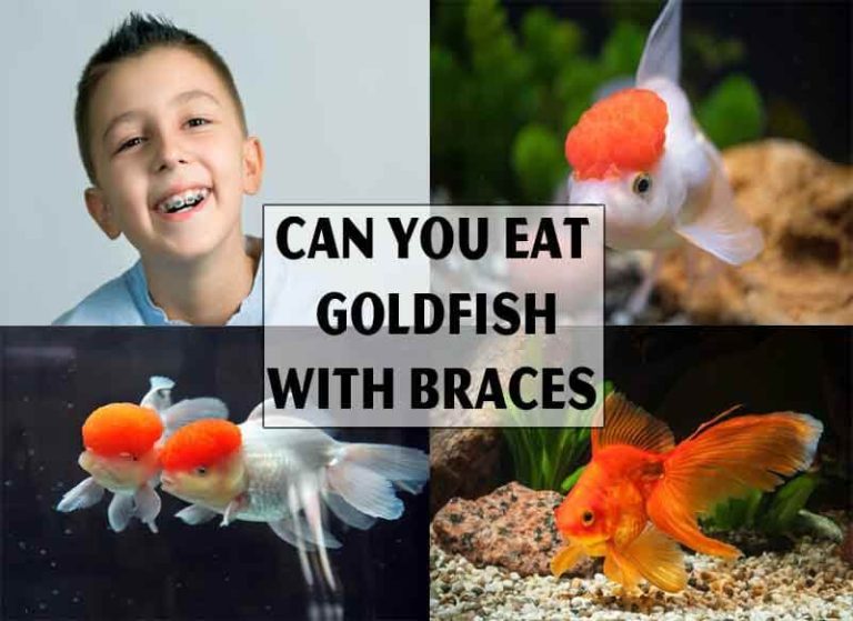 Can You Eat Goldfish With Braces