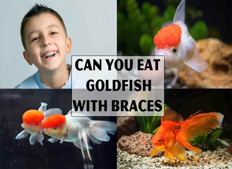 Can You Eat Goldfish With Braces