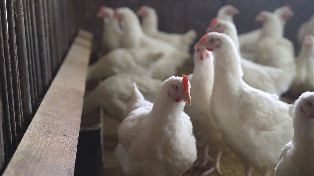 Eggs And The Effect Of Laying On Chicken Health